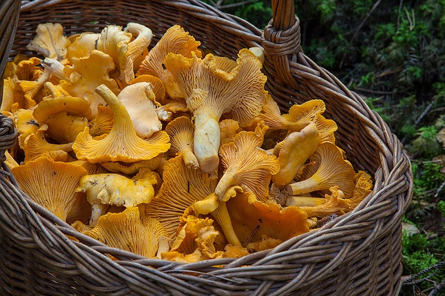 Metsäsieniä, kuten kantarelleja ja herkkutatteja, jotka ovat hyviä D-vitamiinin lähteitä.